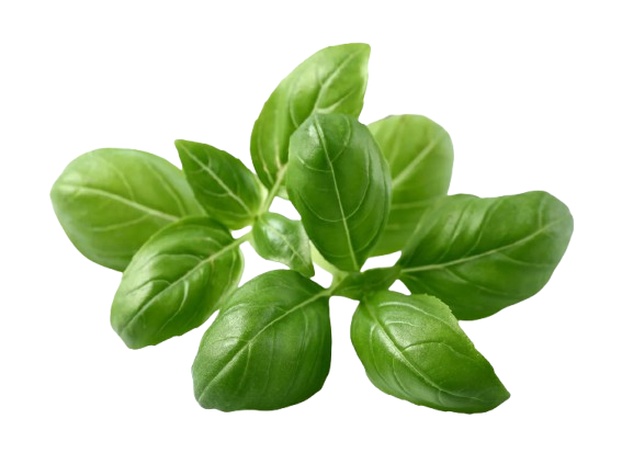 Basil
