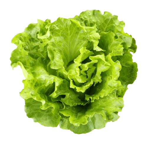 Lettuce