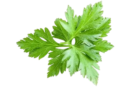 Parsley