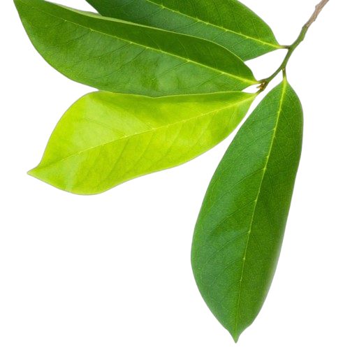 Soursop Leaves
