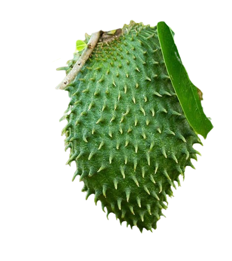Soursop